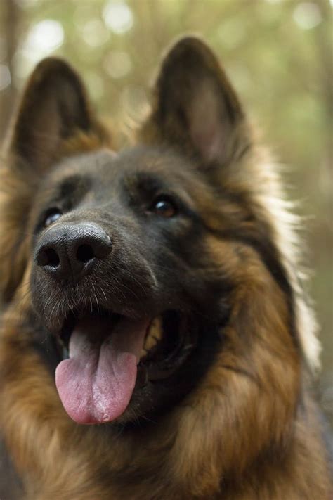 Beautiful German Shepherd © Mercedes Snow Photography