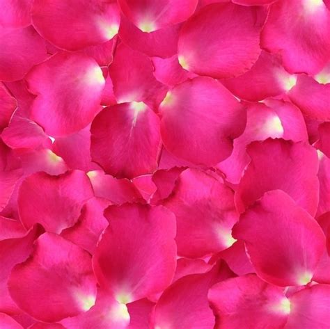 Hot Pink Rose Petals Fresh Rose Petals Flower Explosion