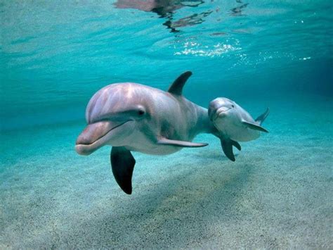 Fotografias De Delfines Fotografias Y Fotos Para Imprimir