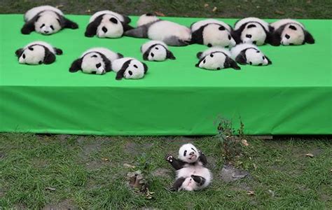 23 Cute As Panda Cubs Make Their Public Debut Yahoo7 Be Yahoo7