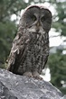 File:Great Grey Owl.jpg - Wikimedia Commons