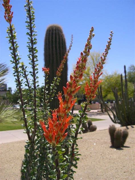 Ocotillo Care Tips On Planting Ocotillo In The Garden Plants