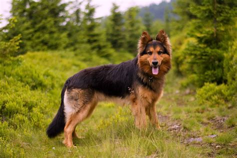 9 Dog Breeds That Definitely Are Not German Shepherds