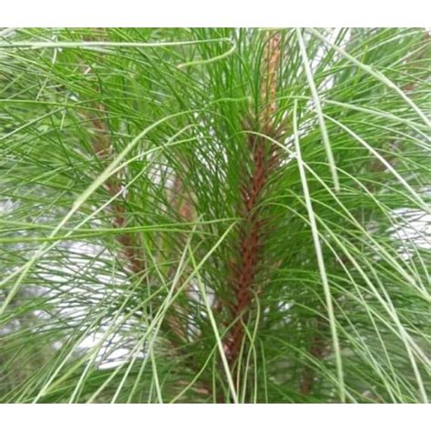 Jual Daun Pinus Asli Segar Obat Stroke Kg Shopee Indonesia