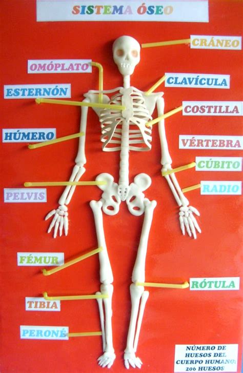 ¿cómo Hacer Una Maqueta Del Esqueleto Humano Esqueleto Humano