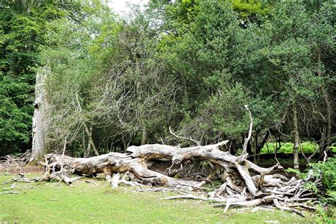 Cb14 Section 4 Fallen Beech Tree Nigel Owen Flickr