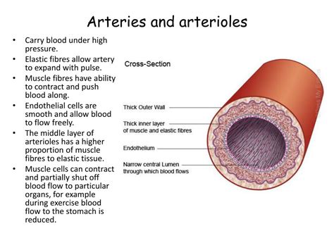 Structure Of Artery