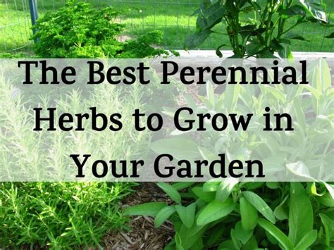 9 Herbs For Your Perennial Herb Garden In 2020 Perennial Herbs