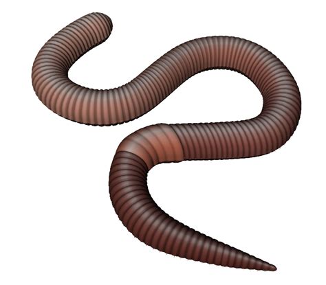 Earthworm Clip Art Observe Clipart Png Download 820718 Free