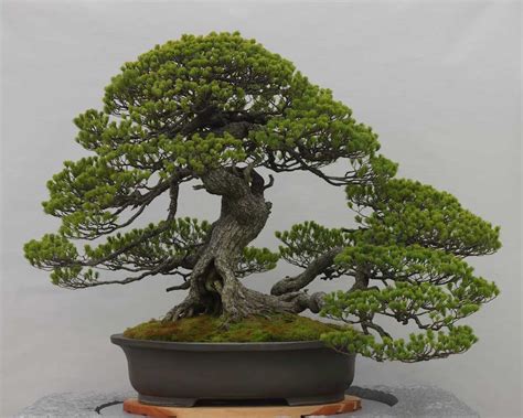 Served two times as the prime minister of japan. The meaning and symbolism of the word - «Bonsai»