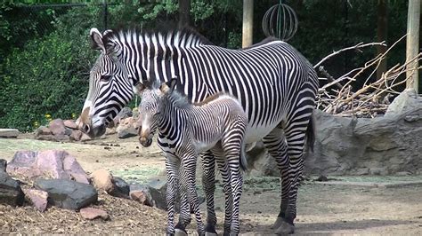 Baby Zebra Mainhall