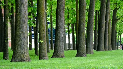 5 Best Trees To Plant In Southern Ontario Van Till Tree Care