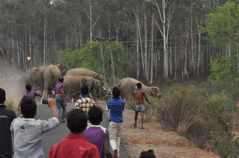 Indias Elephants Are In Mortal Danger And This Photographer Is Trying