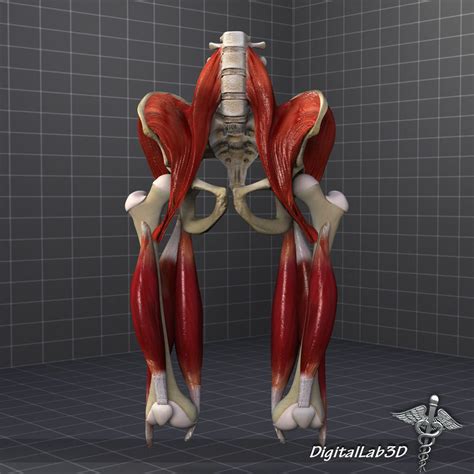 Female Pelvis Anatomy Muscles The Muscles That Control The Pelvic