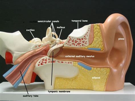 Ear Model Anterior Ear Anatomy Physiology Anatomy Models
