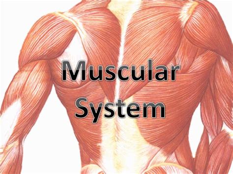 Ppt Muscular System Powerpoint Presentation Free Download Id2104237