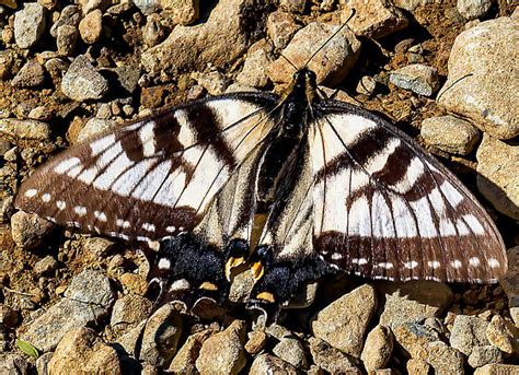 Appalachian Tiger Swallowtail Papilio Appalachiensis Pterourus