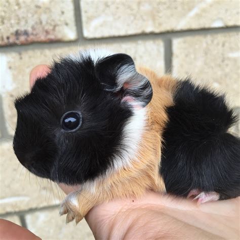All Things Guinea Pig