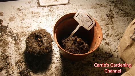 How To Start Begonia Tubers Off For The Growing Season Youtube