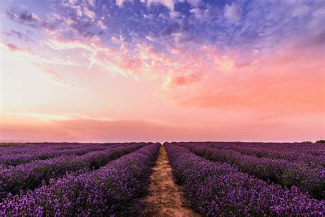 Lavender Fields In Provence South Of France Travelevil