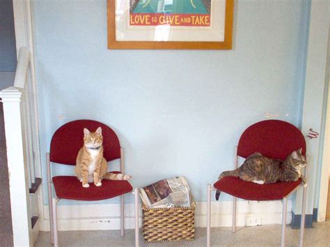 20 Hilarious Pictures Of Cats Sitting On Chairs