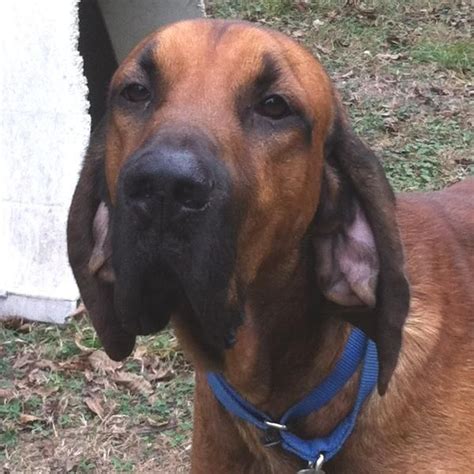 Adopt Aa Leroy On Petfinder Redbone Coonhound Coonhound Humane Society