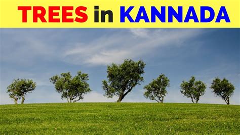 Most hindu families prefer to select a name based on the planets and stars as it helps to improve the various aspect of personality of the child and also sooths the weak planetary aspects. Flowers Trees Name In Kannada | Best Flower Site