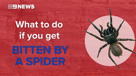 Us News Venomous Spider Found In Ear Of Woman Susie Torres