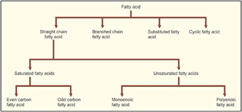 What Are Fatty Acids Structure Essential Uses And Classification