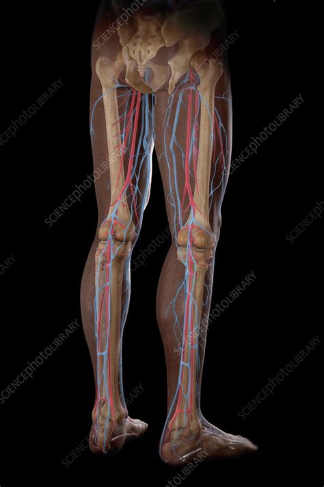 Leg Blood Supply Illustration Stock Image C0255504 Science