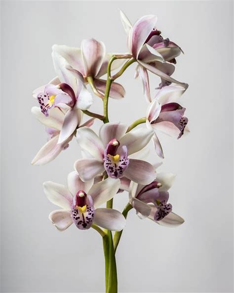 Orchid Care How To Look After Orchids