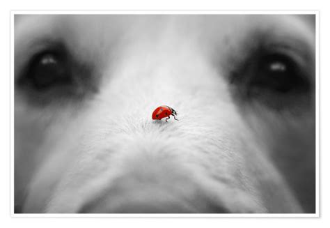 Posters Et Tableaux De Ladybug On Dog Nose Posterloungefr