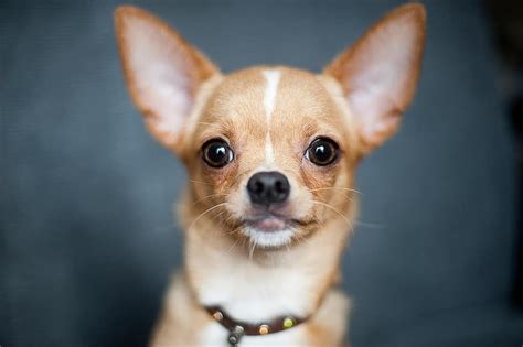 Chihuahua Dog Portrait Cute Canine Looking Head Collar Small