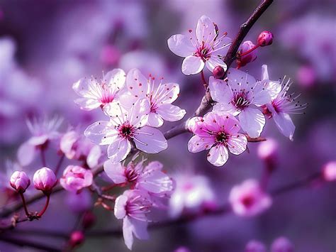 Fruit Tree Blossoms In Colour Nature Photo Contest Photocrowd