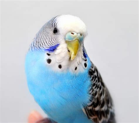 Blue Budgie By Nate A 500px Budgies Blue Budgie Pet Birds