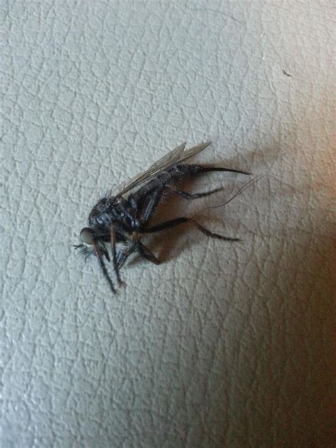 What Kind Of Fly Has A Stinger Eastern Pennsylvania Whatsthisbug