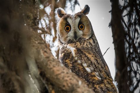 Owls Of Iowa Long Eared Owl Dickinson County Conservation Board