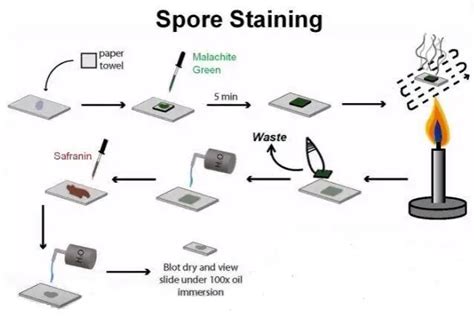 Endospore Staining Principle Procedure And Results Microbeonline