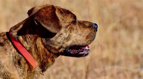 Mountain Cur History Temperament Care Training Feeding And Pictures