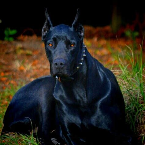 Doberdane Dobermangreat Dane A Scary Looking Dog Black Doberman