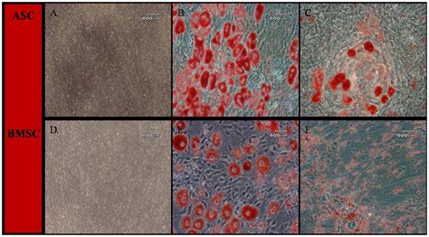 Light Photomicrographs Of Canine Adipose Tissue Derived Ascs Ac And