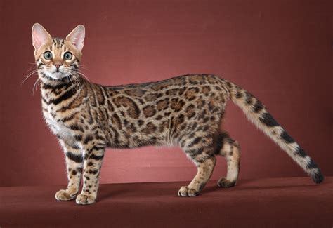 I am an exotic kitten breeder and offer kittens for sale in virginia specializing in: We have never seen a more brilliant
