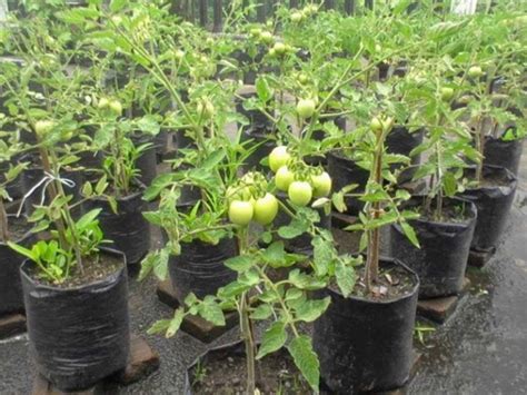 Sebagai kata adjektif, dalam menunjukkan tahap atau peringkat. Cara Menanam Tomat Dalam Pot Atau Polybag - BibitBunga.com