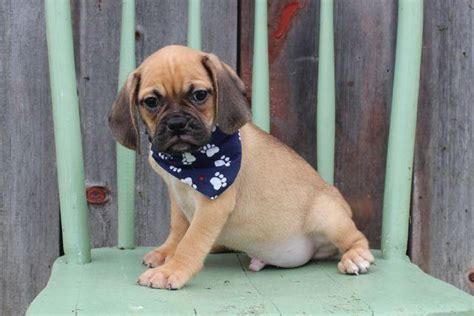 Puggle Puppies For Sale In Minnesota Cute Puppies