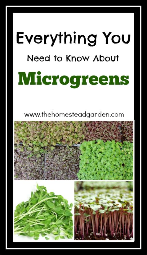 Everything You Need To Know About Microgreens The Homestead Garden