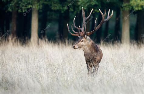 Premium Photo Red Deer In Mating Season