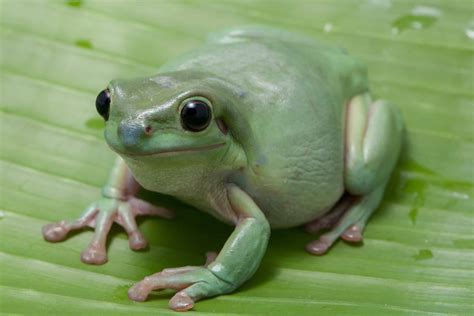 Whites Tree Frog Diet What Do Whites Tree Frogs Eat Reptile School