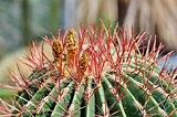 TOP cactus con espinas 2020 | Cuida tu Cactus