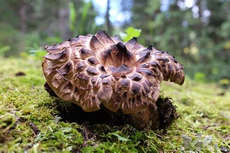 Mushroom Identification Edibility A Systematic Approach Modern Forager