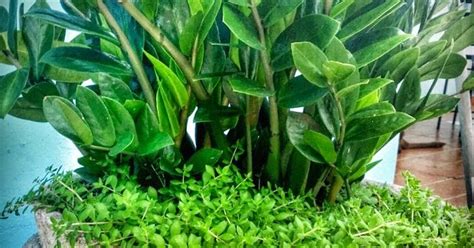 Jun 13, 2021 · a treat of fresh new irish potatoes. Converting My New Home to a Green Edible Oasis: How to ...